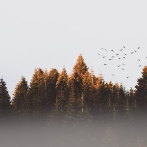 Skog och fåglar